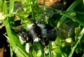 Andrena cineraria